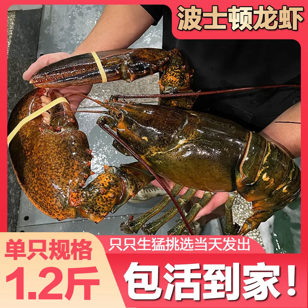 鲜活大波士顿龙虾 多种规格