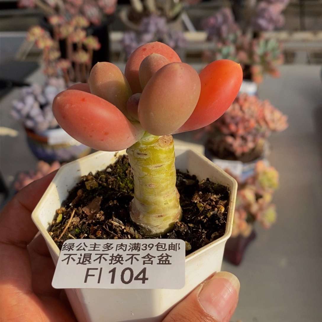 104金蟾多肉肉5cm