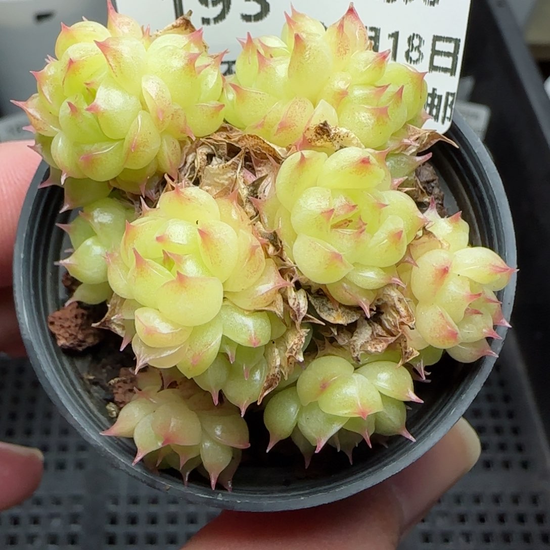 0118-193海王海王