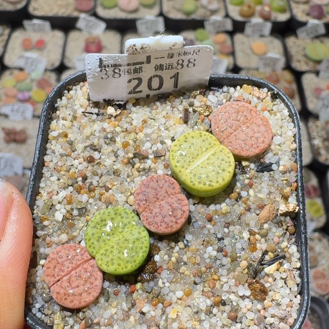 Sss精品清货价201