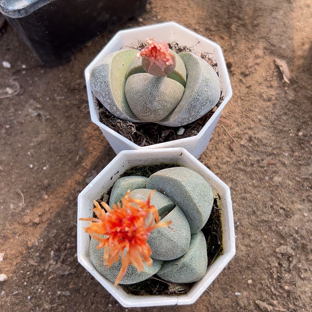 多肉植物两颗绿帝玉