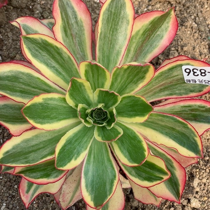 836魅影多肉12345678