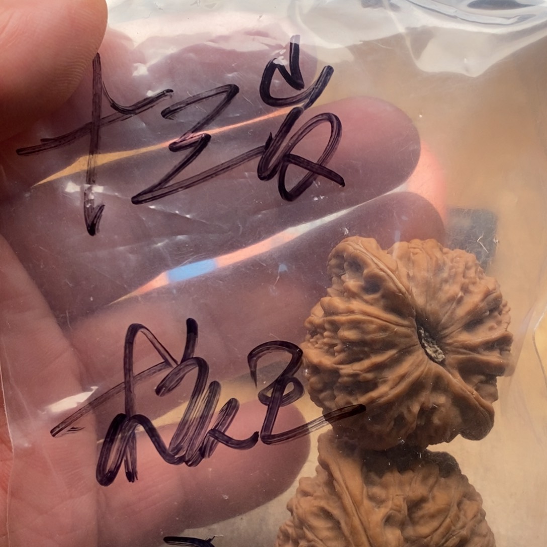 文玩核桃吊坠十*岁核王