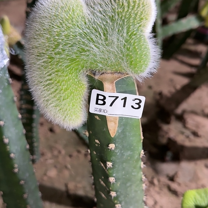 用****4嫁接九尾狐缀化713