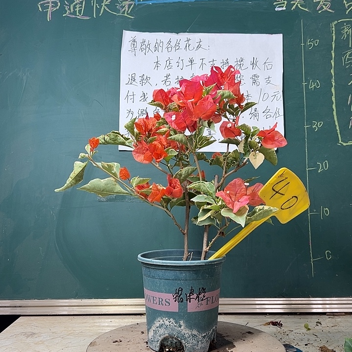全部花苞 双杆 蜡染橙  40