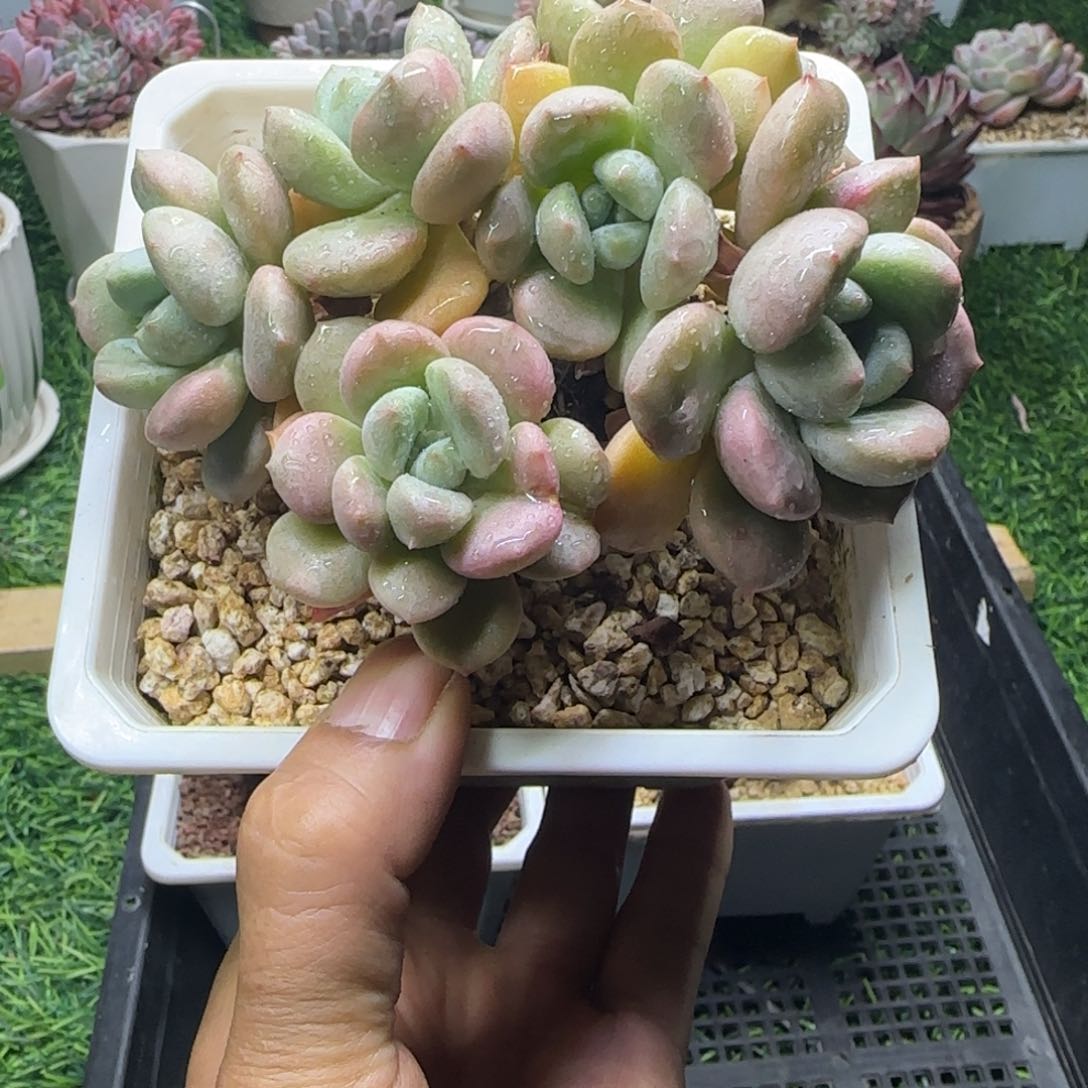 锦安精品多肉植物276