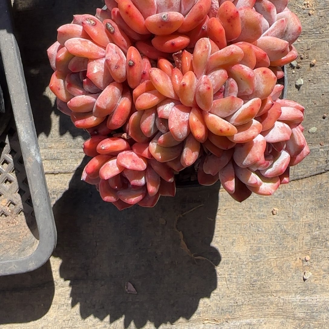 西***图韩版石榴籽籽颗一颗