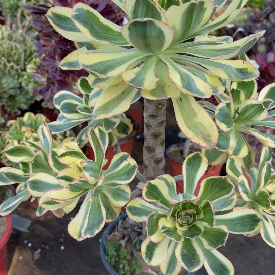 艳姿锦三年桩421孤品包邮断枝不包