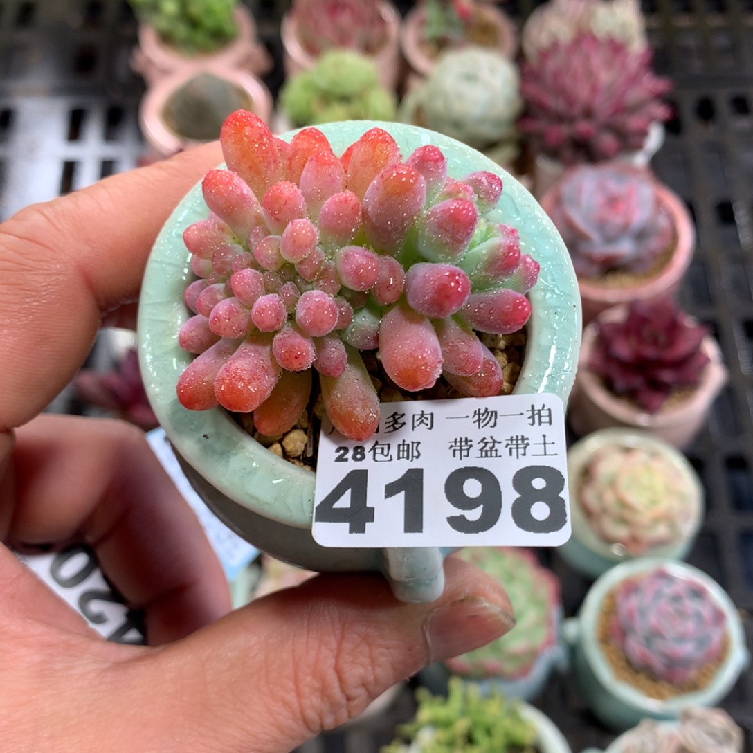 精控多肉植物4198