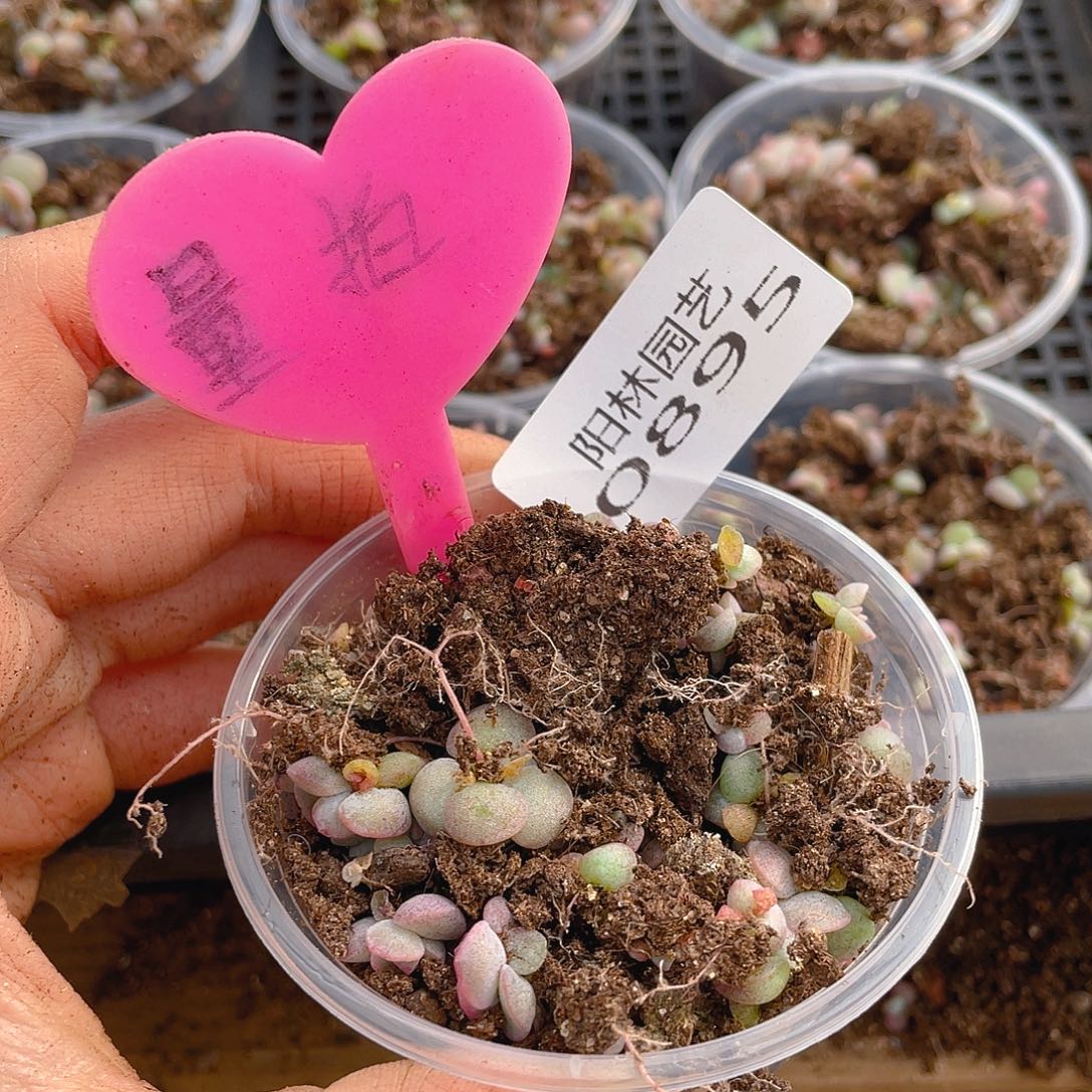 量拍多肉植物多肉植物895