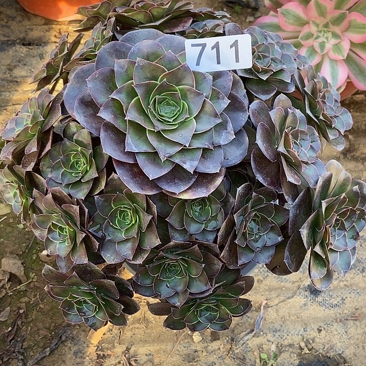 厚叶美金玫瑰711多肉不包断