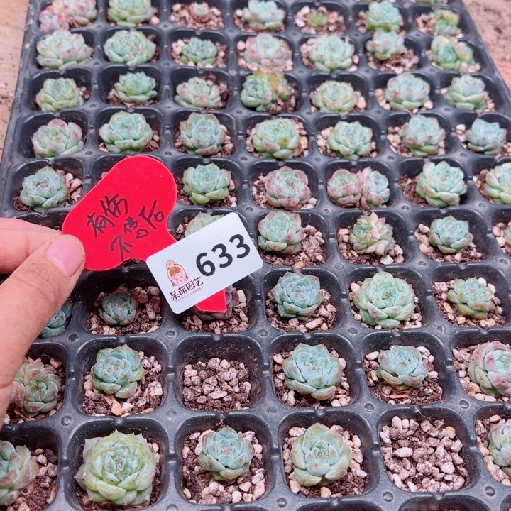 小***L多肉植物多肉植物