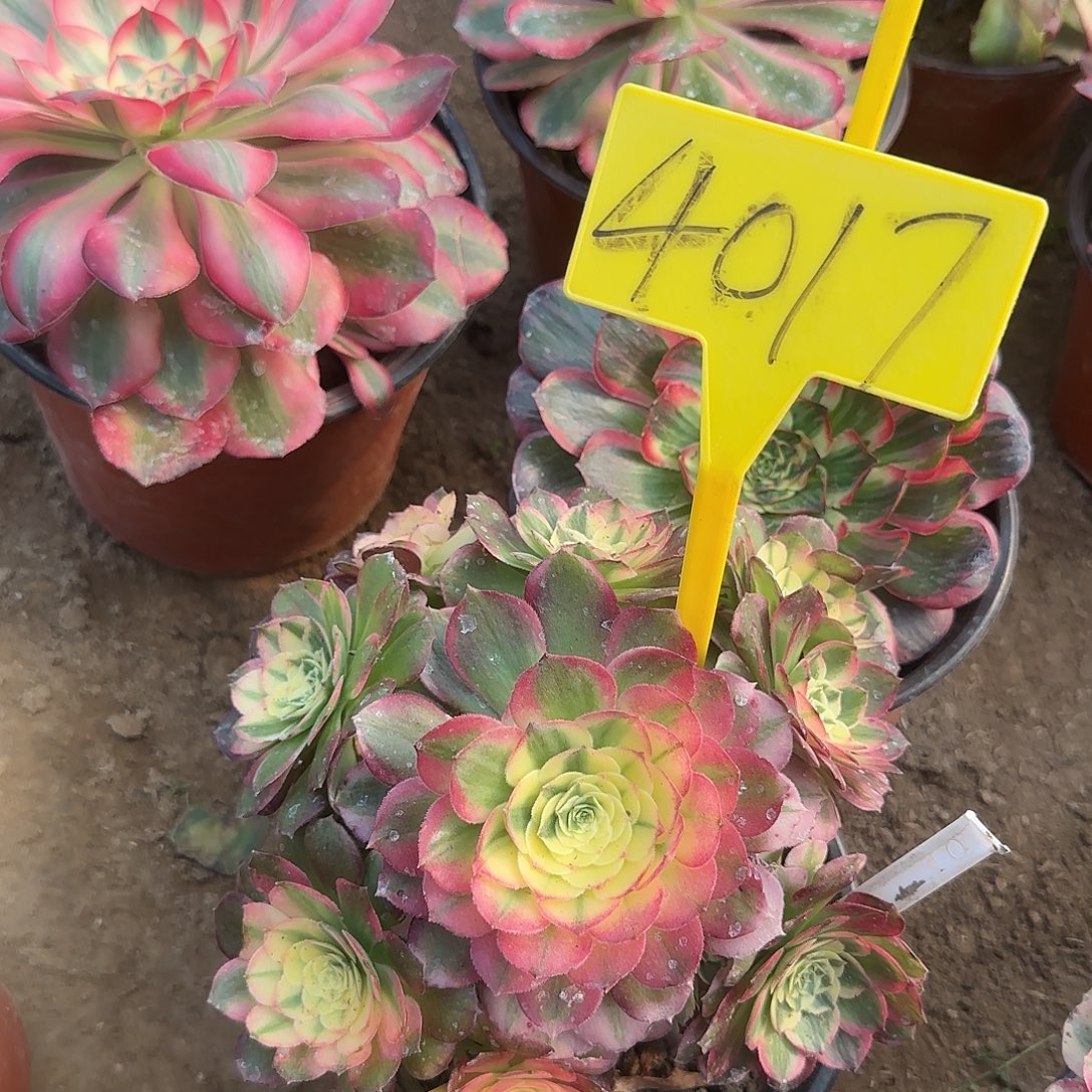 4017-++海王多肉植物