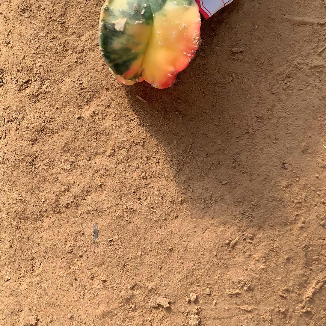 【闪购商品】素**主一玉玉