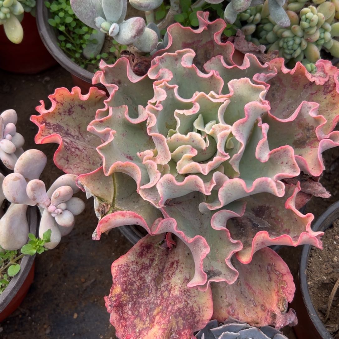 多肉植物高沙之翁