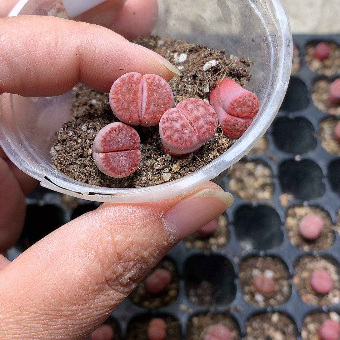 雪*E389多肉植物保护研究所