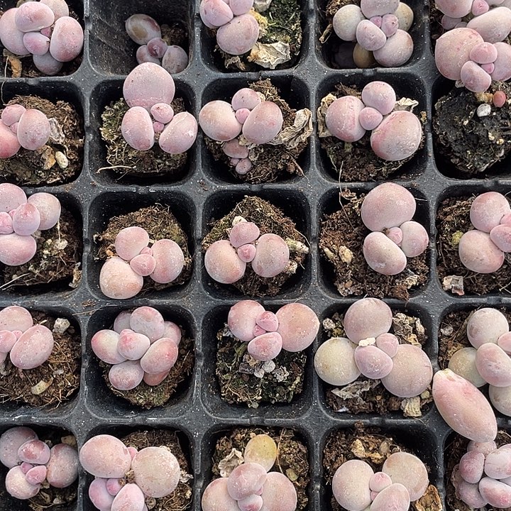 彩虹奶发3颗随机发满18包邮