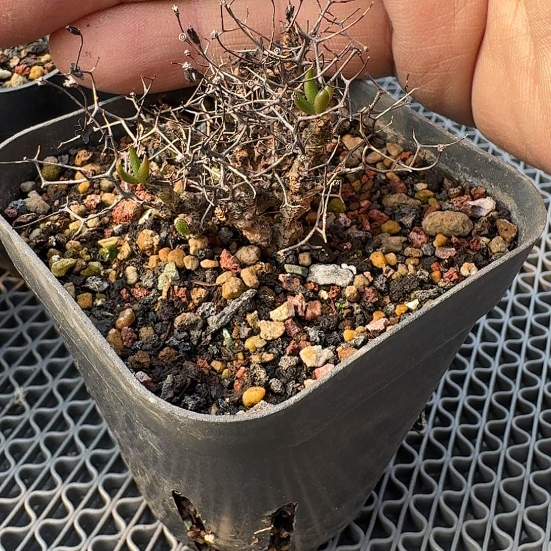 黑曼巴奇峰锦一个带盆