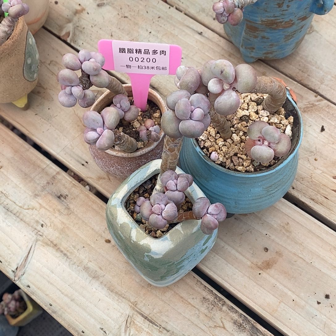 00号老牛路咯哦哦我哦哦哦