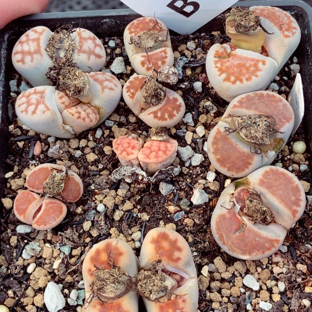 我的小姐姐们都是我639