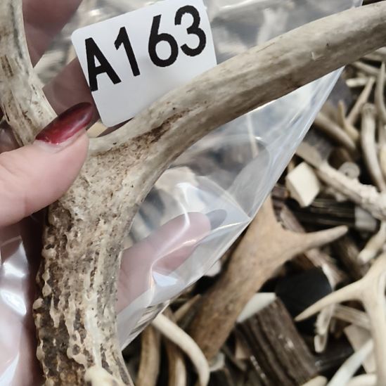 会***的鹿角鹿角鹿角鹿角鹿角