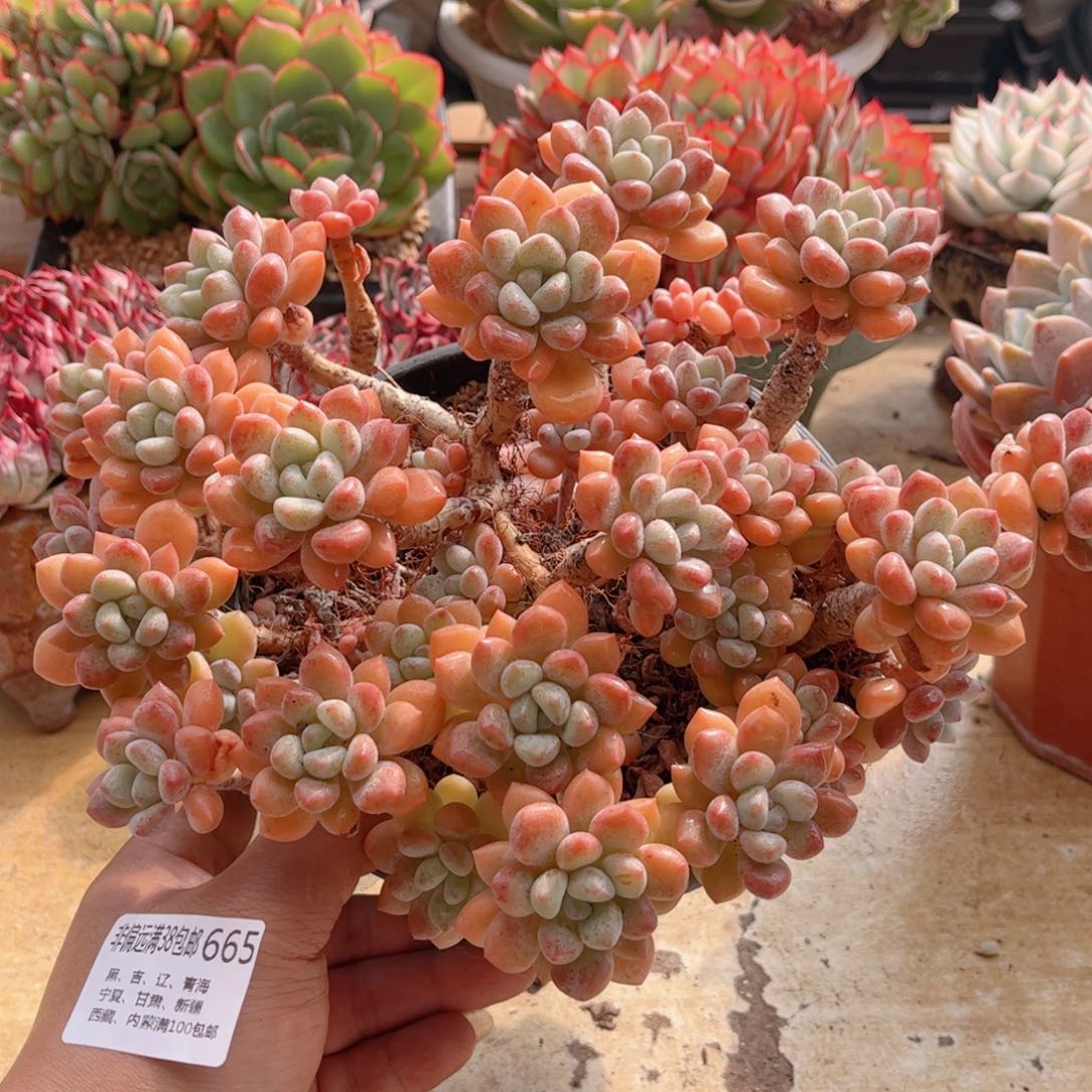 665木糖醇德华多肉