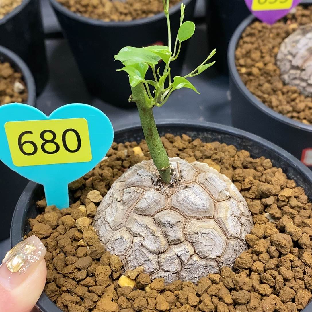 6.5cm南非龟甲龙龟甲龙