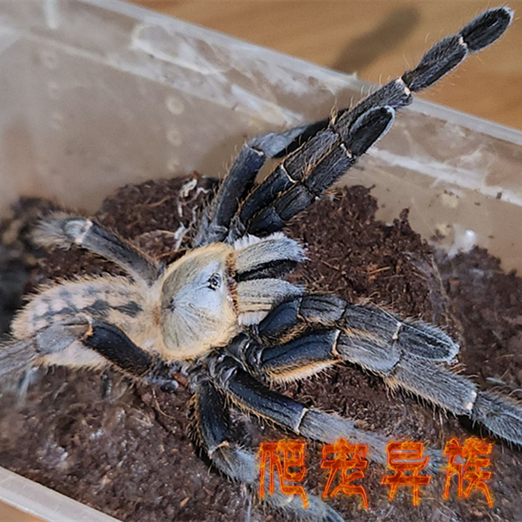 电蓝地老虎蜘蛛地老虎凶猛型蜘蛛大型地老虎蜘蛛电蓝色蜘蛛