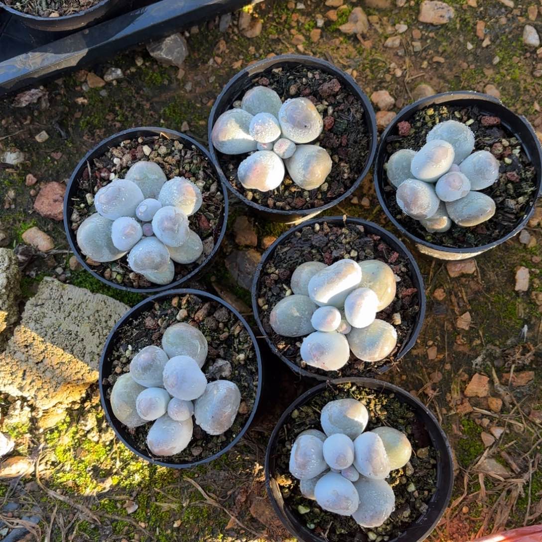 安***身多肉植物米可奶安静