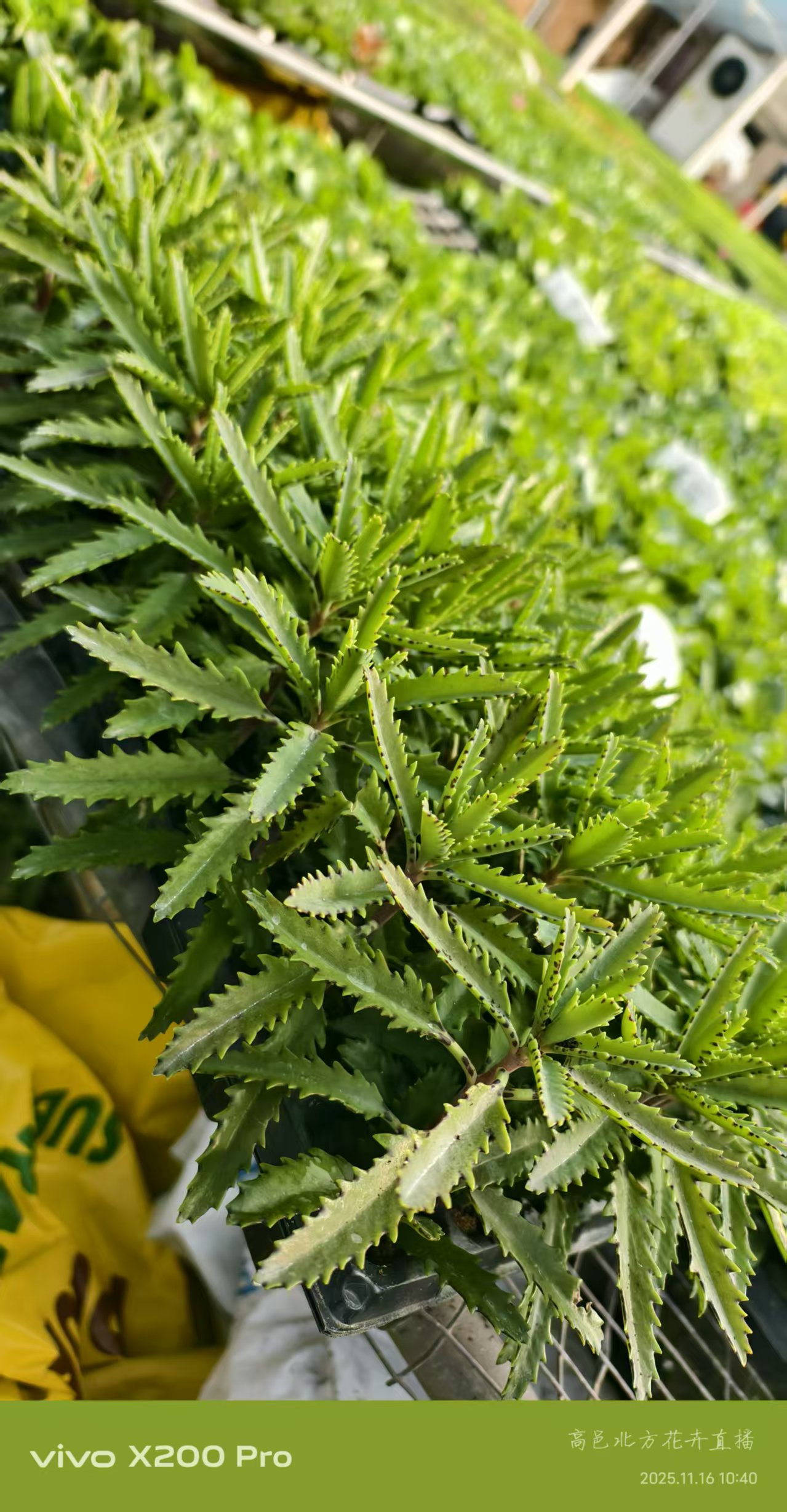 北方花卉专属奖品 长寿花 幸运铃铛苗子一颗