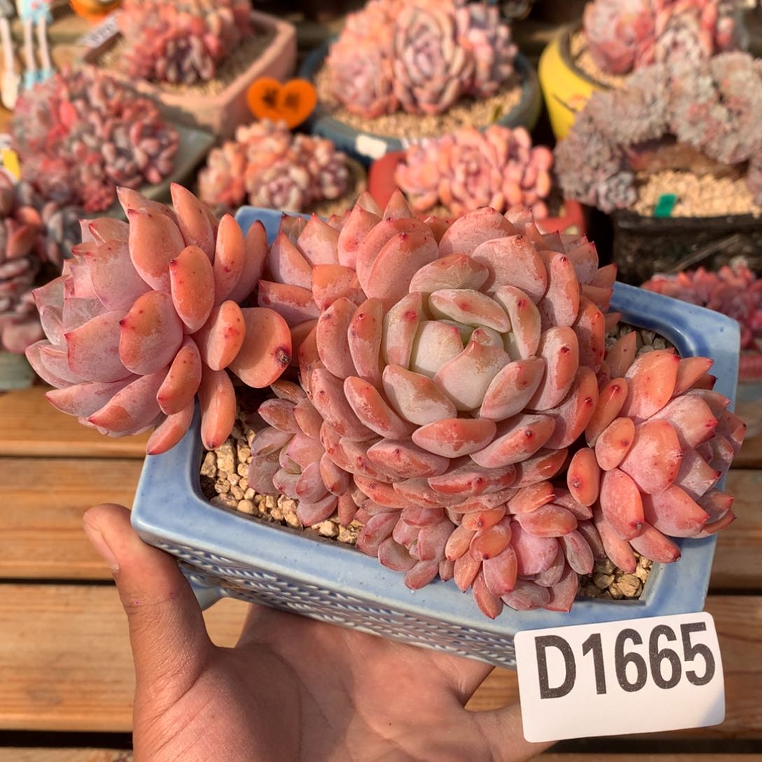 D1665逗号的多肉花园