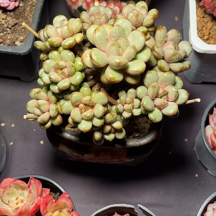 美***见多肉植物葡萄发货