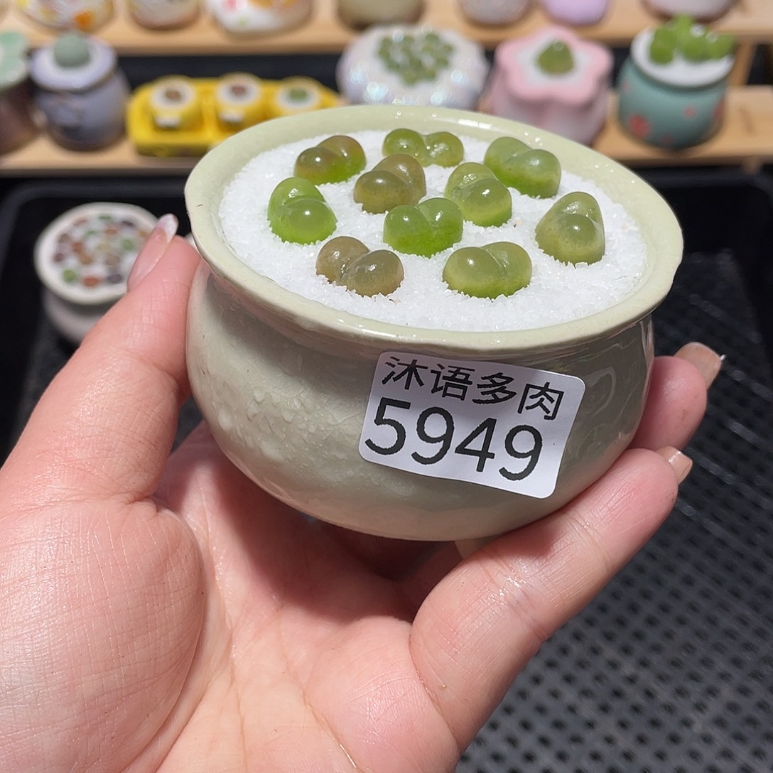 带盆土植物 一物一拍5949