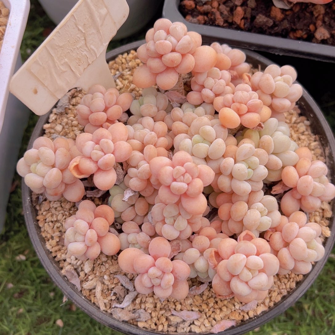 香玉的故事是一个人的