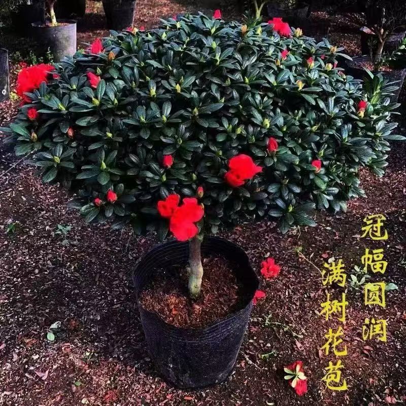 杜鹃花大红色比利时杜鹃梅红杜鹃花品种重瓣喜气盆栽花卉耐寒绿植