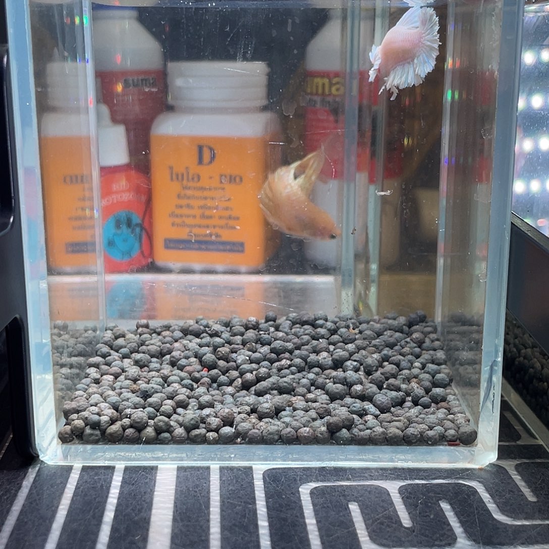 斗鱼9号127早绣球