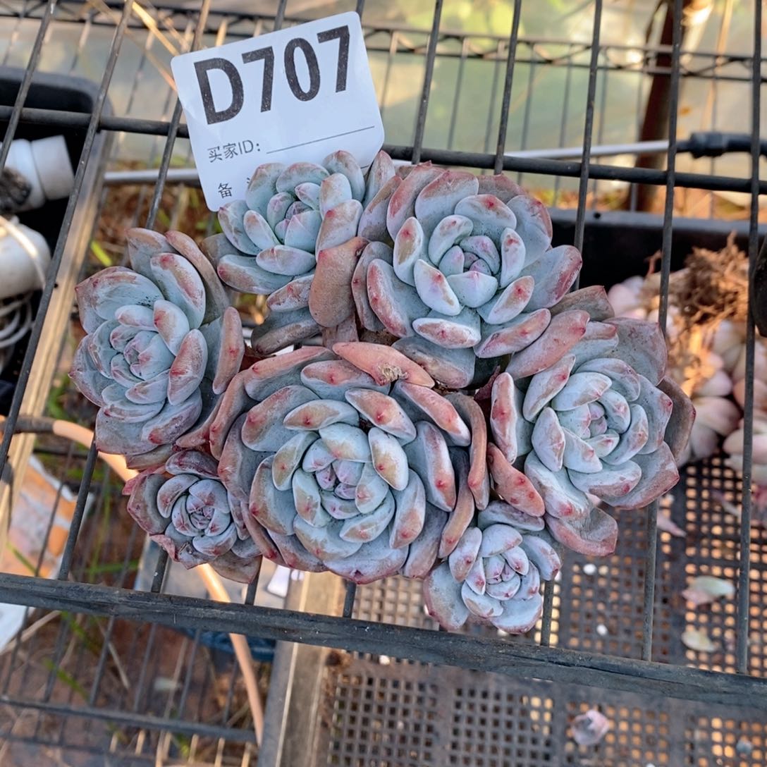 三***糕707石榴籽哇哇哇哇