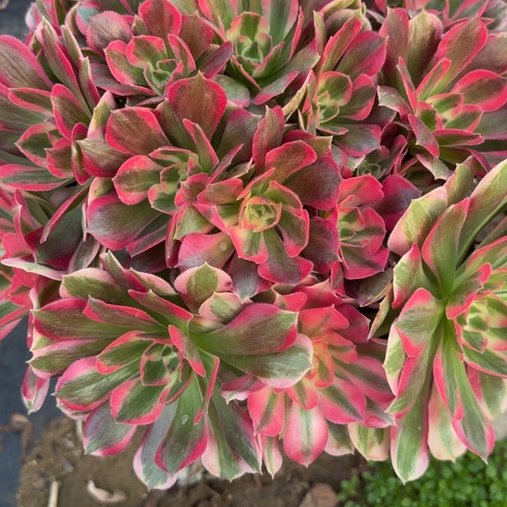 少女多肉法师不包损36