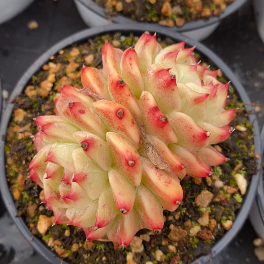 自助下单多肉下滑链接更多品种-卡杂