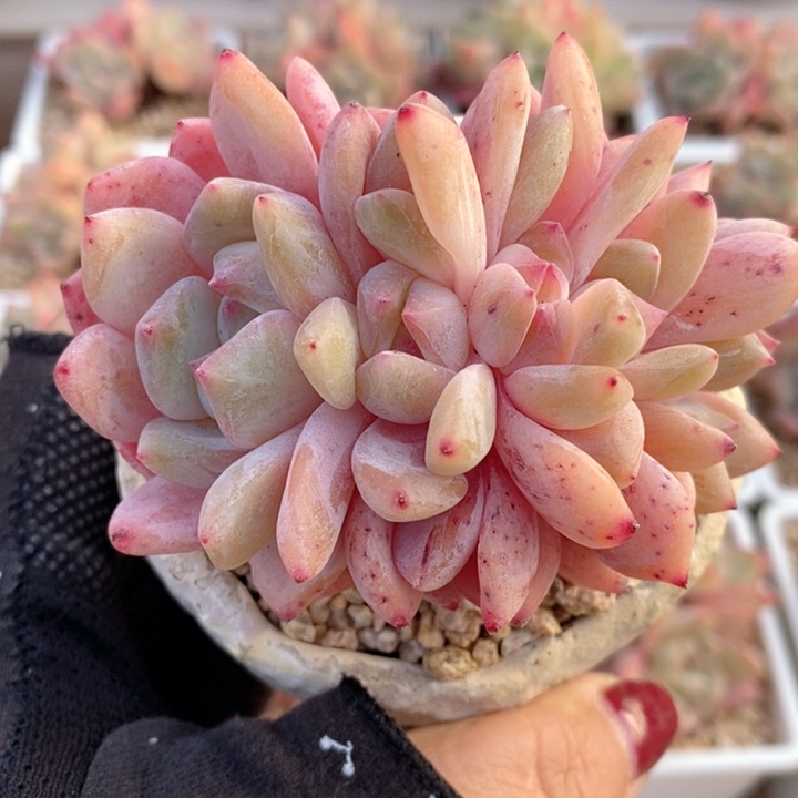 雪天使小树朵朵 韩货精品