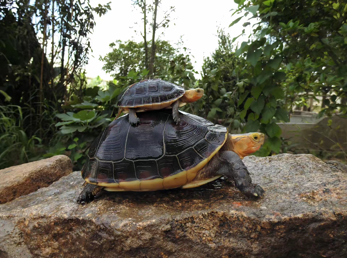 持证合法人工养殖黄缘龟皖南活体包快递运输宠物观赏龟