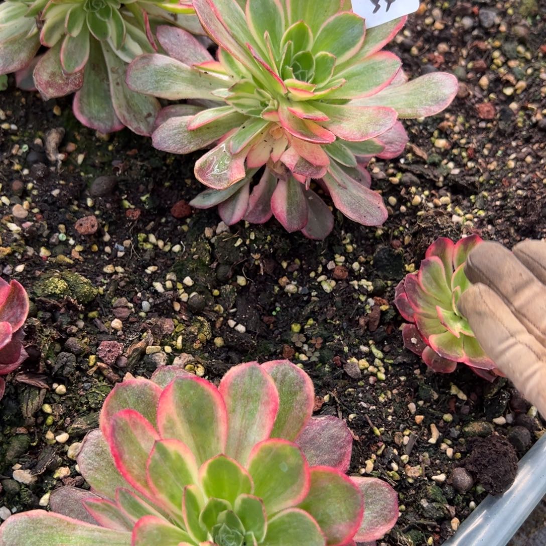 54黑魔锦捧花一颗8我8安20包邮