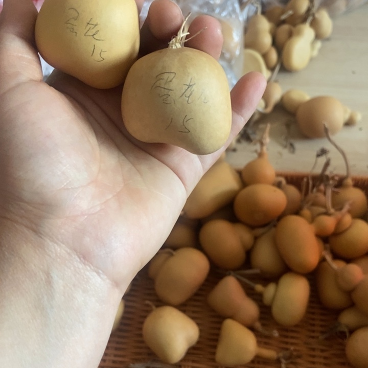 -***儿蛋花儿蛋花儿恭喜发财