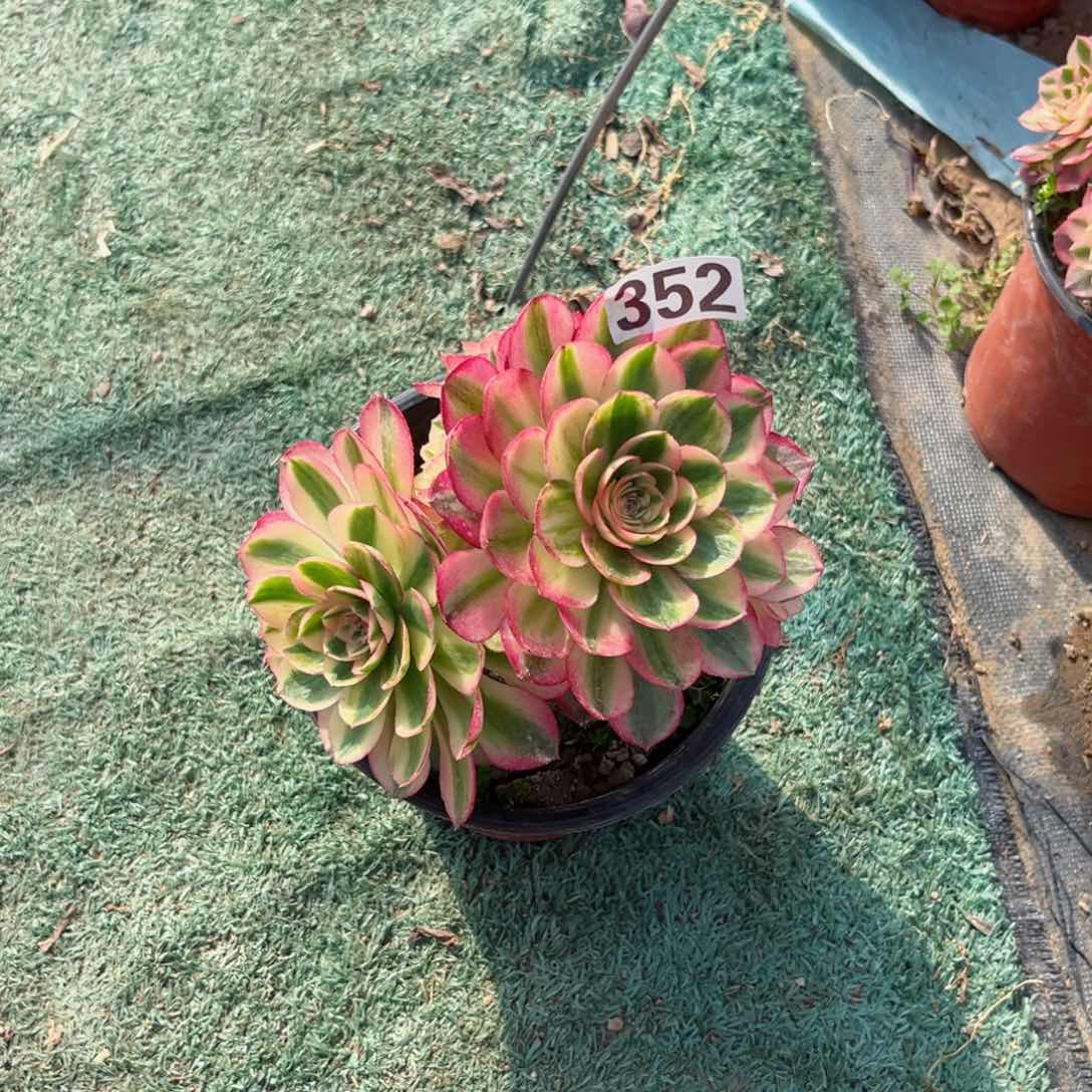 352倾城法师多肉植物