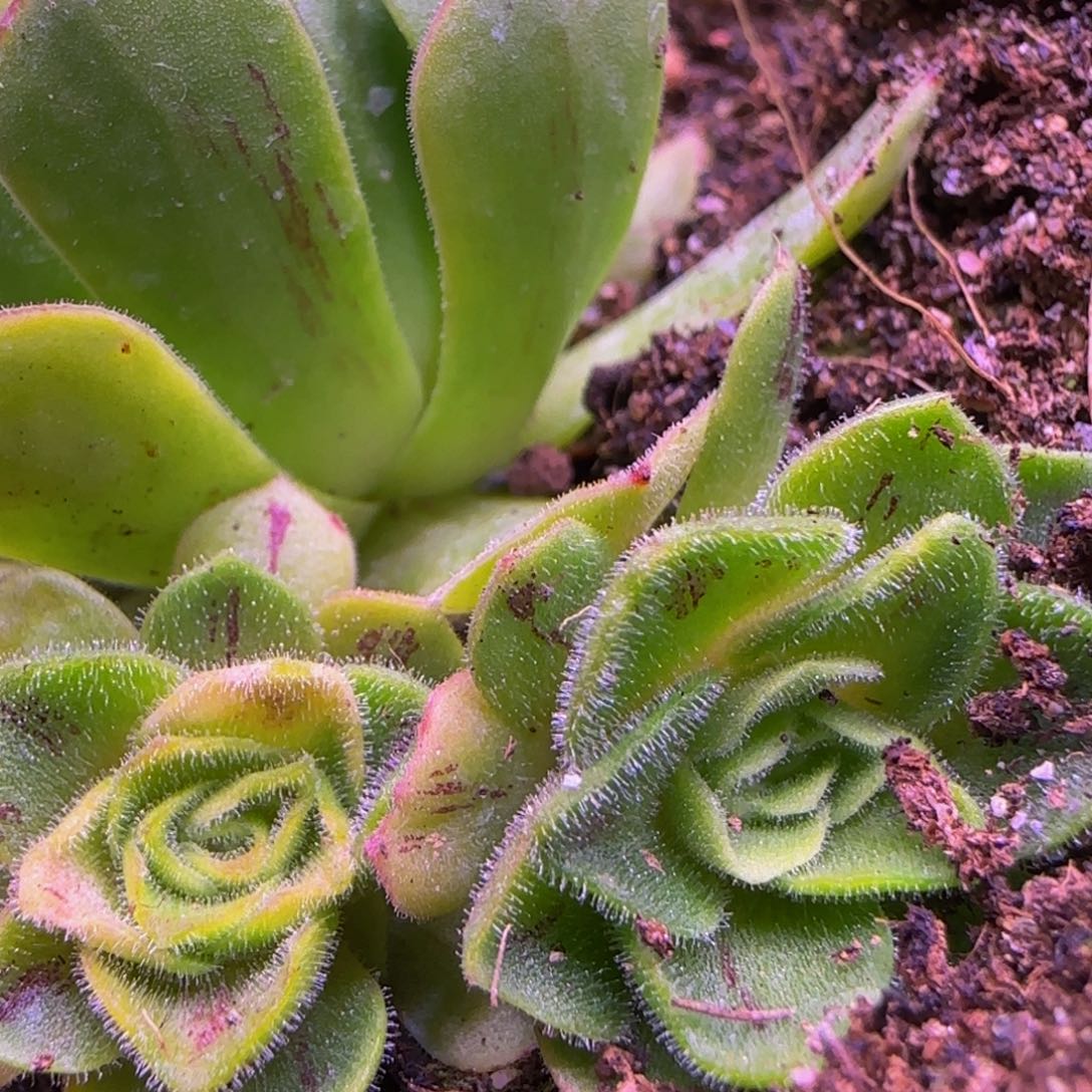 福利侧芽1135346768686867