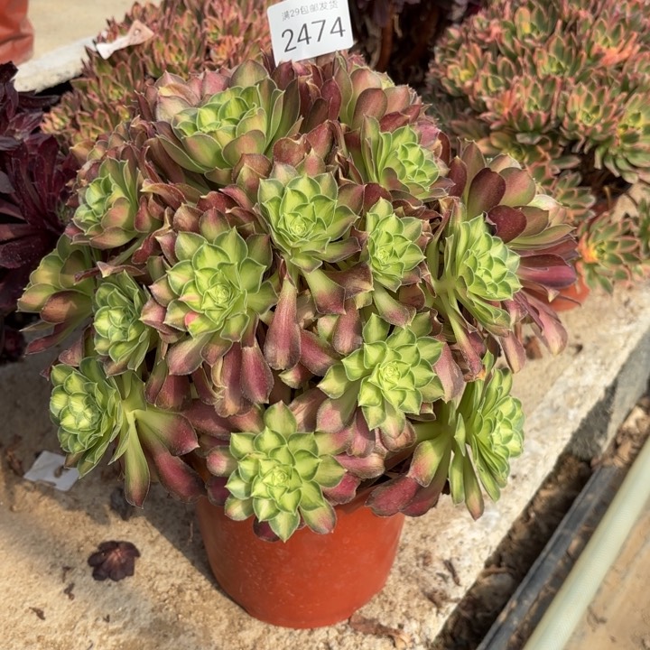 韶华多肉法师2474