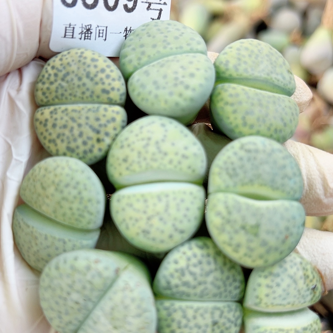 8509 好养易活生石花大母本9个