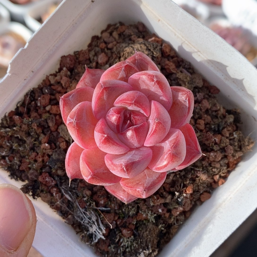 精品多肉一物一拍245