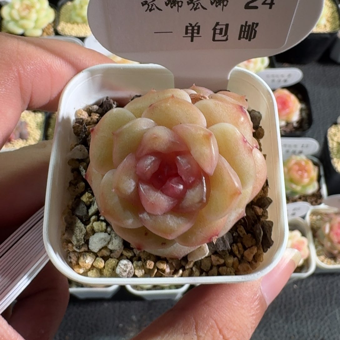 024-编号单头一颗