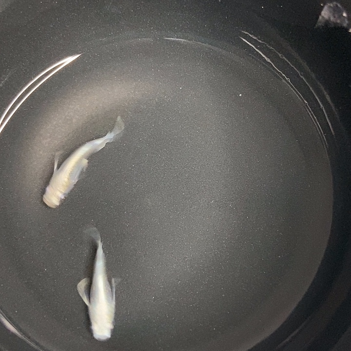 海水鱼墨子的鱼5号短天使